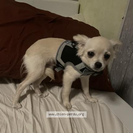 Photo 1/1 Chien retrouvé Perdu à Montfleur