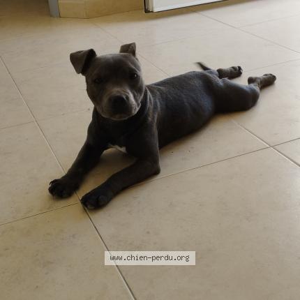 Photo de chien perdu à Aigues Mortes