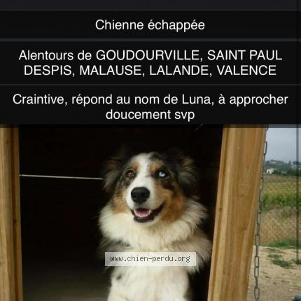 Photo 1/1 Chien retrouvé Perdu à Saint vincent lespinasse