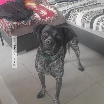 Photo 1/1 Chien retrouvé Perdu à Bertincourt