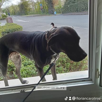 Photo 1/1 Chien retrouvé Perdu à Saumur