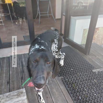 Photo 1/1 Chien retrouvé Trouvé à Pau