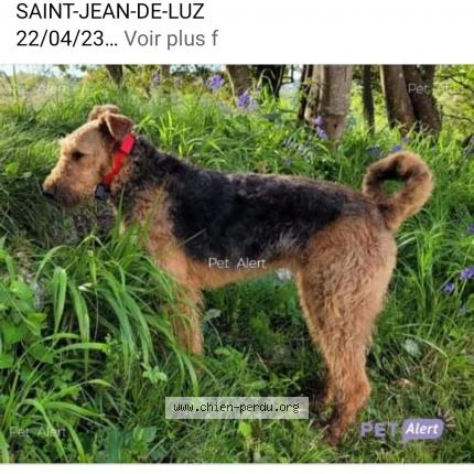 Photo de chien perdu à St Jean De Luz