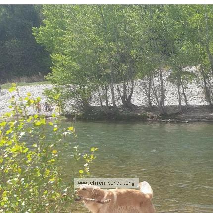 Photo 1/1 Chien retrouvé Perdu à Juvignac