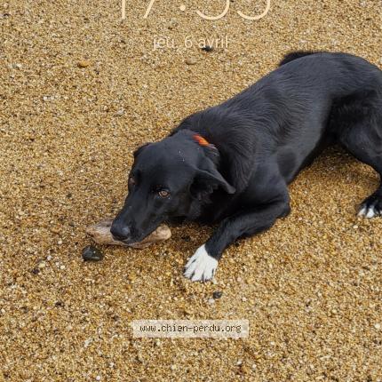 Photo de chien perdu à Bayonne