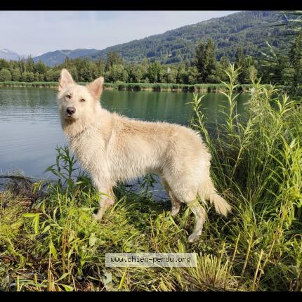 Photo 1/1 Chien retrouvé Perdu à Scionzier