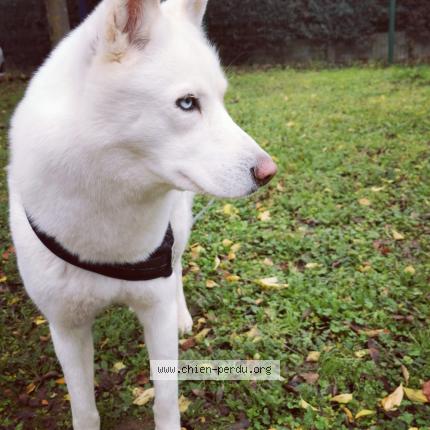 Photo 1/1 Chien retrouvé Perdu à Chanas