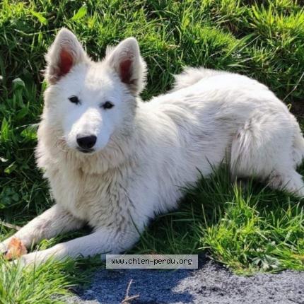 Photo 1/1 Chien retrouvé Perdu à Hauteville la guichard