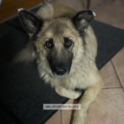 Photo 1/1 Chien retrouvé Perdu à Feuguerolles bully