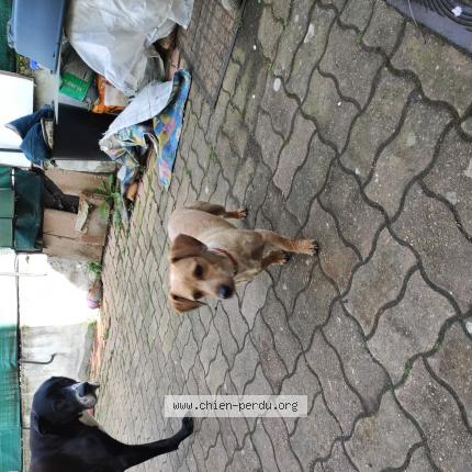 Photo de chien trouvé à Livry Gargan