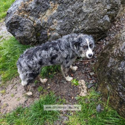 Photo 1/1 Chien retrouvé Trouvé à Lac saint andre