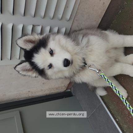 Photo 1/1 Chien retrouvé Perdu à Argenteuil