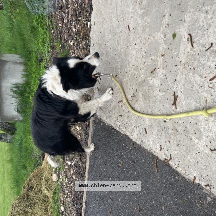 Photo de chien trouvé à Saint Germain