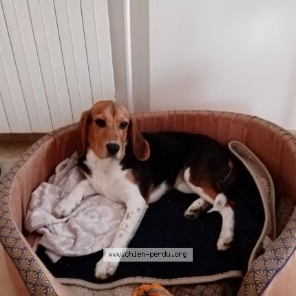 Photo de chien perdu à Cambremer