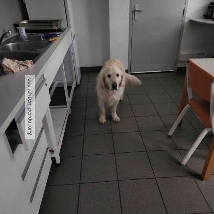 Photo 1/1 Chien retrouvé Trouvé à Angers