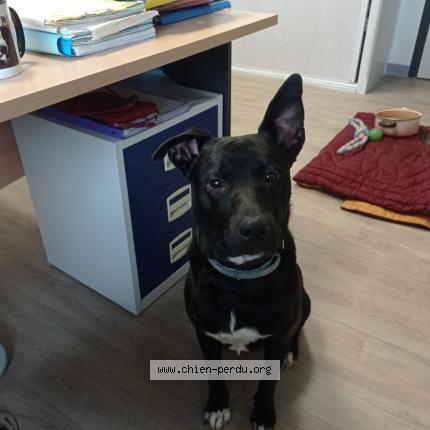 Photo 1/1 Chien retrouvé Perdu à Rudelle