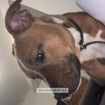 Photo 1/1 Chien retrouvé Perdu à Chambaron sur morge