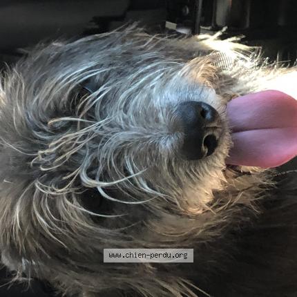 Photo de chien perdu à Genolhac