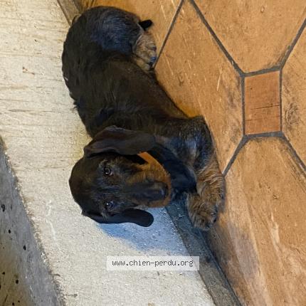 Photo de chien perdu à Preignac