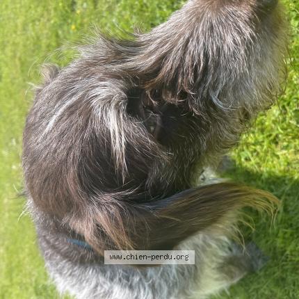 Photo 1/1 Chien retrouvé Perdu à Bezons