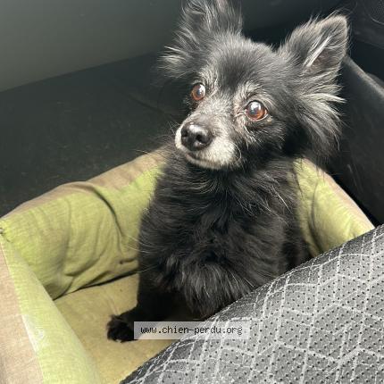 Photo de chien trouvé à Montigny Les Cormeilles