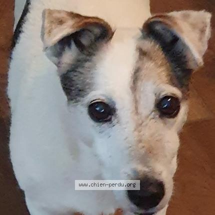 Photo de chien trouvé à Nages Et Solorgues