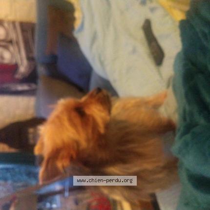 Photo de chien perdu à Pia