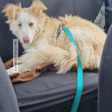 Photo 1/1 Chien retrouvé Perdu à Buthiers