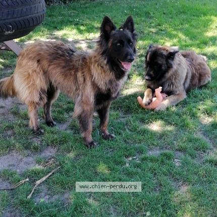 Photo 1/1 Chien retrouvé Perdu à St martin l hortier