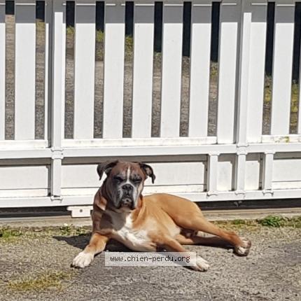 Photo de chien perdu à Nevez