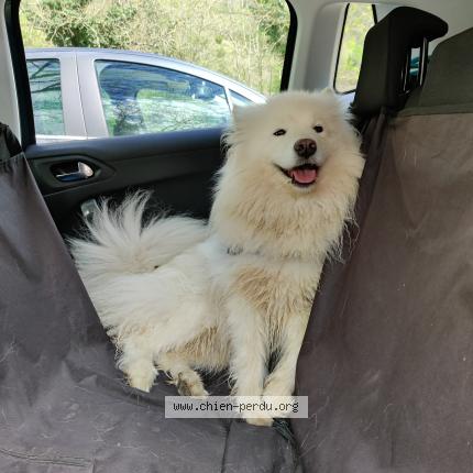 Photo de chien perdu à La Chaux Du Dombief