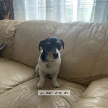 Photo 1/3 Chien retrouvé Perdu à Bueil