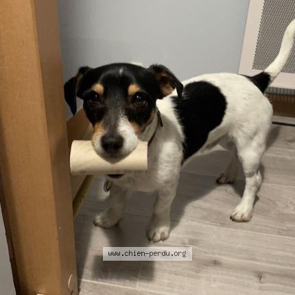 Photo 2/3 Chien retrouvé Perdu à Bueil