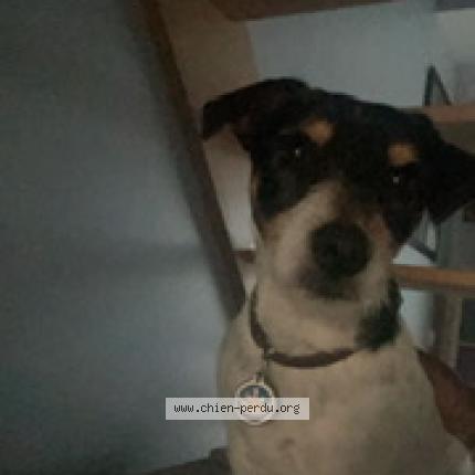 Photo 3/3 Chien retrouvé Perdu à Bueil