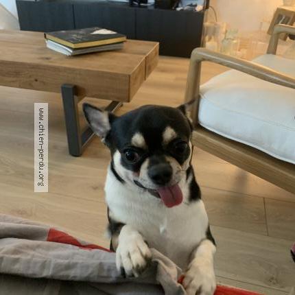 Photo de chien perdu à Lescar