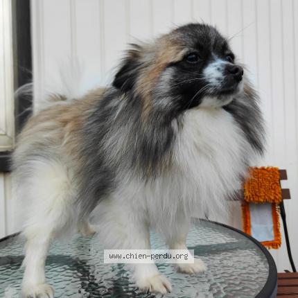 Photo 1/1 Chien retrouvé Trouvé à Longwy