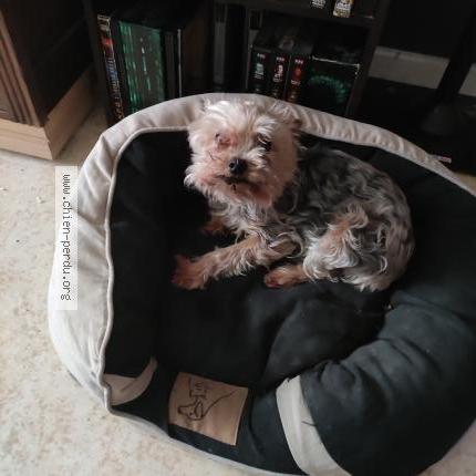 Photo 1/1 Chien retrouvé Perdu à Le kremlin bicetre