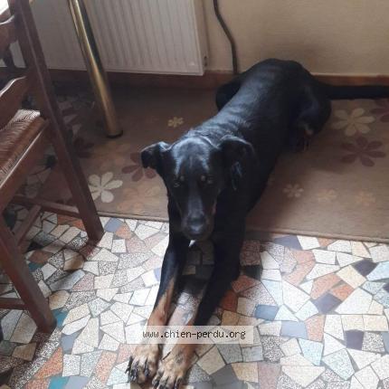 Photo 1/1 Chien retrouvé Perdu à Savigny les beaune