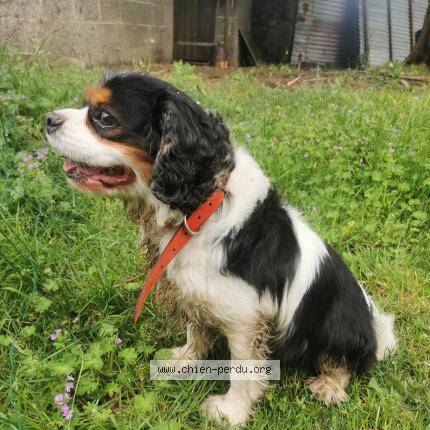 Photo 1/1 Chien retrouvé Trouvé à Le gros chataigner