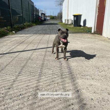 Photo de chien perdu à Beychac Et Caillau