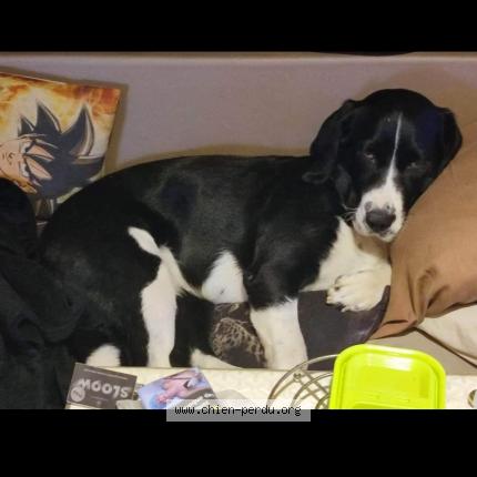 Photo 1/1 Chien retrouvé Perdu à St bris le vineux