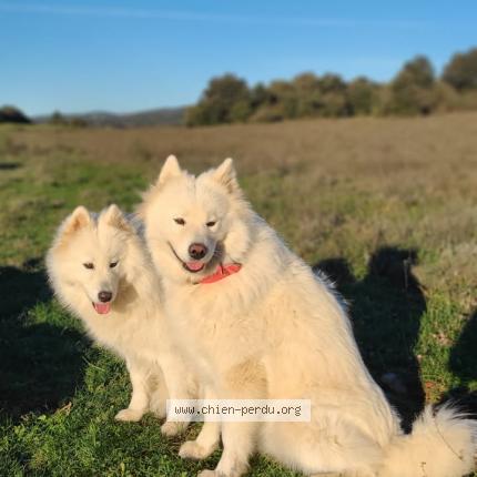 Photo 1/1 Chien retrouvé Perdu à Saint chinian