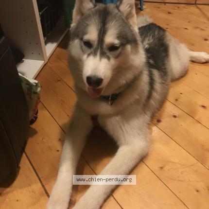 Photo 1/1 Chien retrouvé Perdu à Layrac