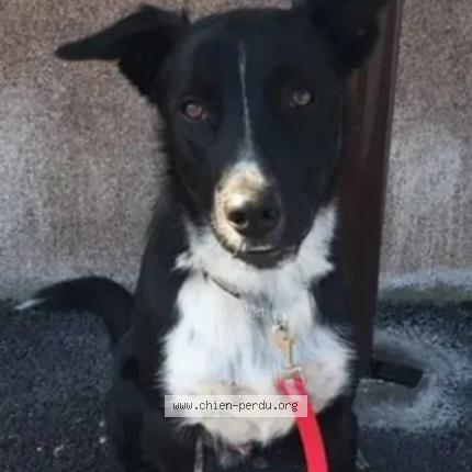 Photo 1/1 Chien retrouvé Perdu à Linas