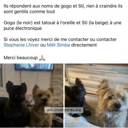 Photo 1/1 Chien retrouvé Perdu à Saussemesnil