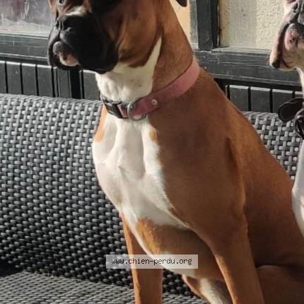 Photo de chien perdu à Guesnes