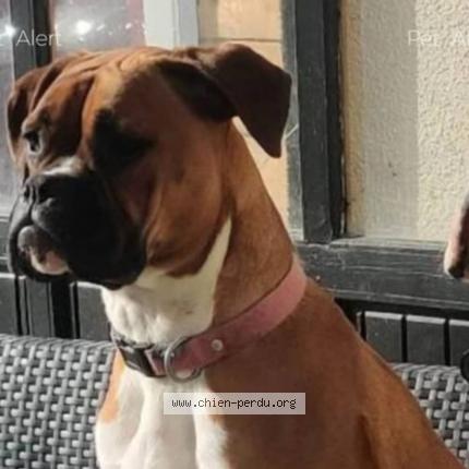 Photo 2/2 Chien retrouvé Perdu à Guesnes
