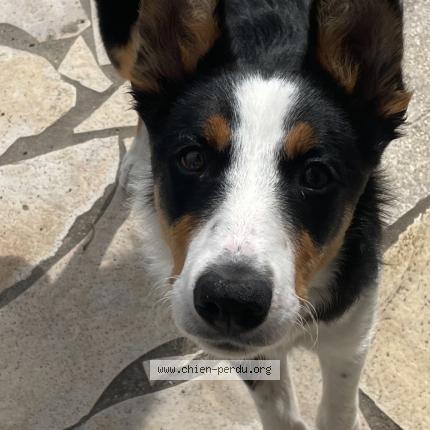 Photo 1/1 Chien retrouvé Perdu à Anglet