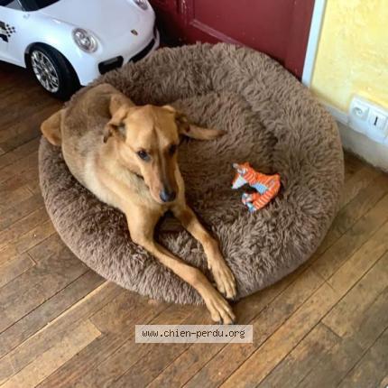 Photo 1/1 Chien retrouvé Perdu à Melun