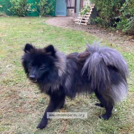 Photo 1/1 Chien retrouvé Trouvé à Le bec hellouin